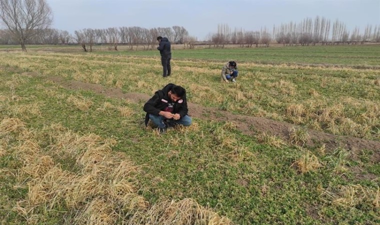 Iğdırda yonca hortumlu böceği ile mücadele çalışmaları