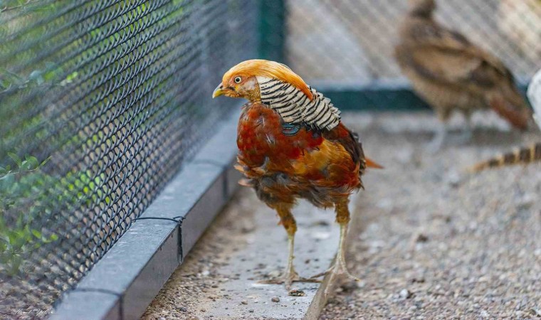 Kanatlı hayvanlar Pursaklar Evcil Hayvanlar Parkında koruma altında