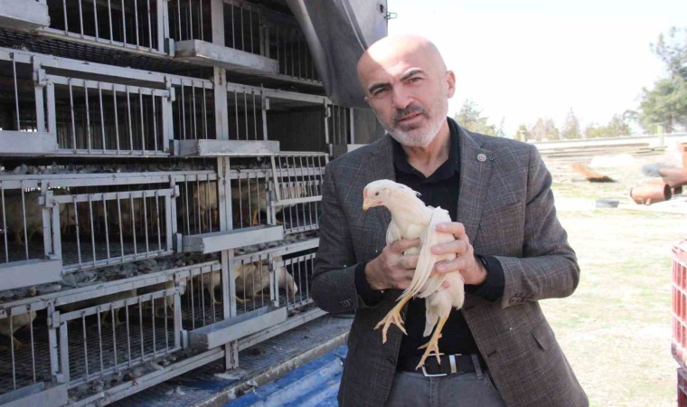 Karamanda kendi yumurtalarını üretmeleri için köylülere tavuk ve horoz dağıtıldı