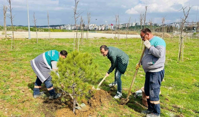 Karşıyakadan getirilen 12 yaşındaki fıstık çamı Aliağada yaşayacak