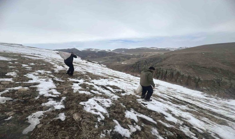 Karsta yaban hayvanları için doğaya yem bırakıldı