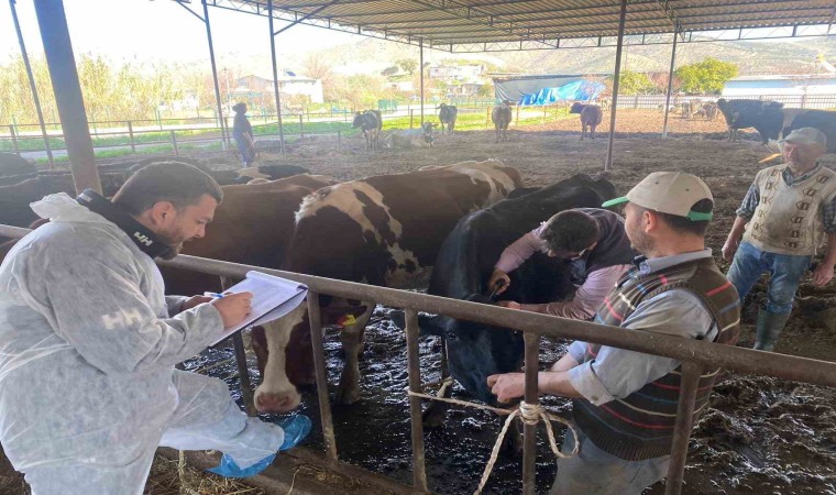 Koçarlıda hayvan çiftlikleri kontrol altında