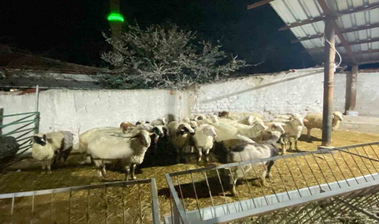 Konyada koyun hırsızlığı şüphelisi yakalandı