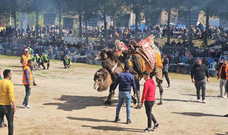 Köşkte Deve Güreşi Festivali düzenlendi