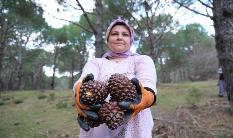 Kozalak verimi yüzde 20den yüzde 60a çıktı