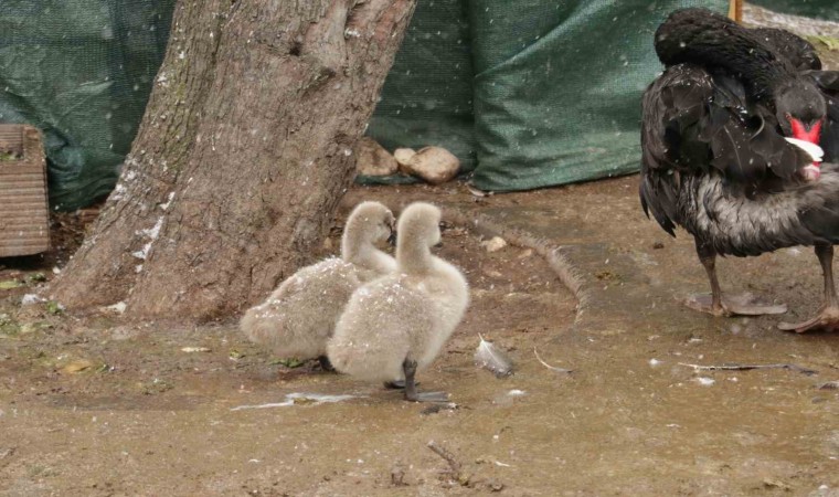 Kuğulu Parkın yeni yavruları kar altında görüntülendi