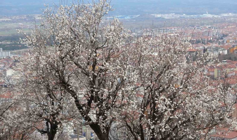 Kütahyada badem ağaçlarının çiçek açması güzel görüntüler oluşturdu