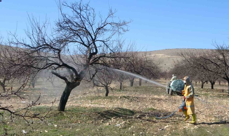 Malatyada erken tomurcuklanan kayısı ağaçları endişelendirdi