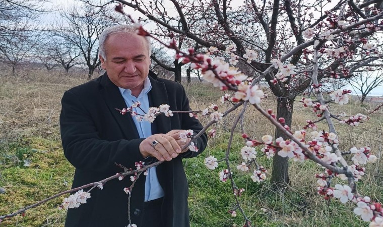 Malatyada kayısıda zirai don tehlikesi