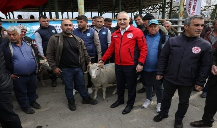 Manisada damızlık koç dağıtımı tamamlandı