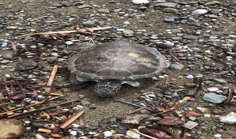 Marmaris sahilinde ölü yavru caretta bulundu