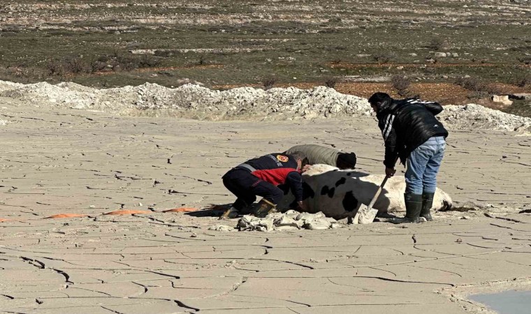 Midyatta bataklığa saplanan ineği itfaiye kurtardı