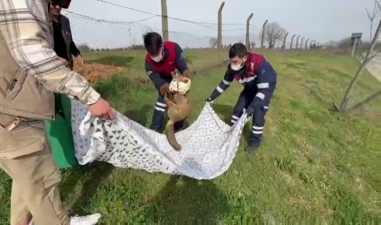 Pendikte yaralı tilkinin imdadına belediye ekipleri yetişti