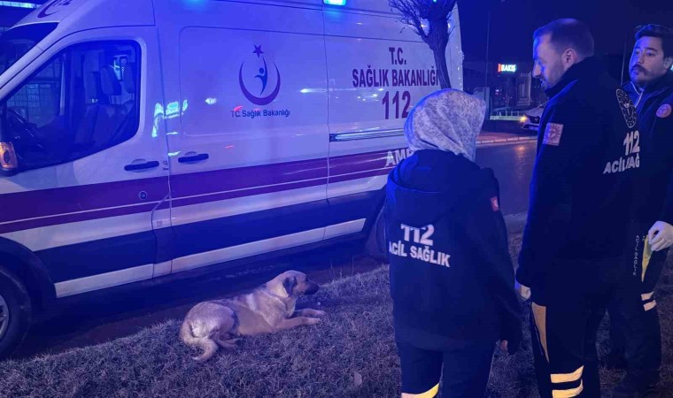 Sağlık çalışanları yağmurlu havada yaralı köpeğin başında dakikalarca bekledi