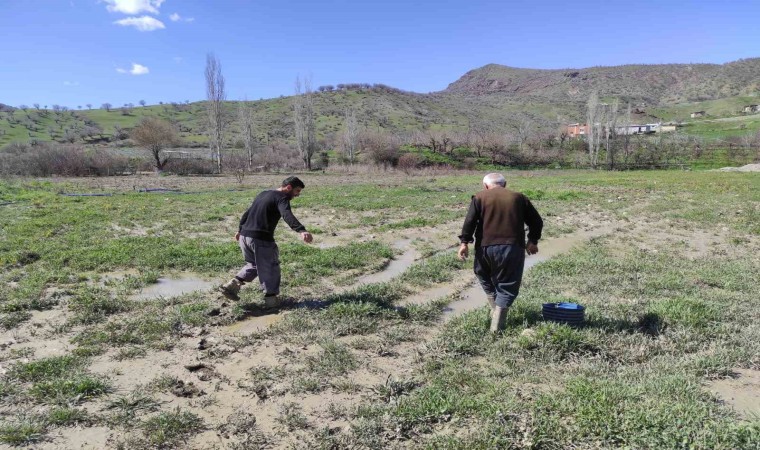 Sasonda şiddetli yağış sonrası dere taştı, çilek bahçesi su altında kaldı