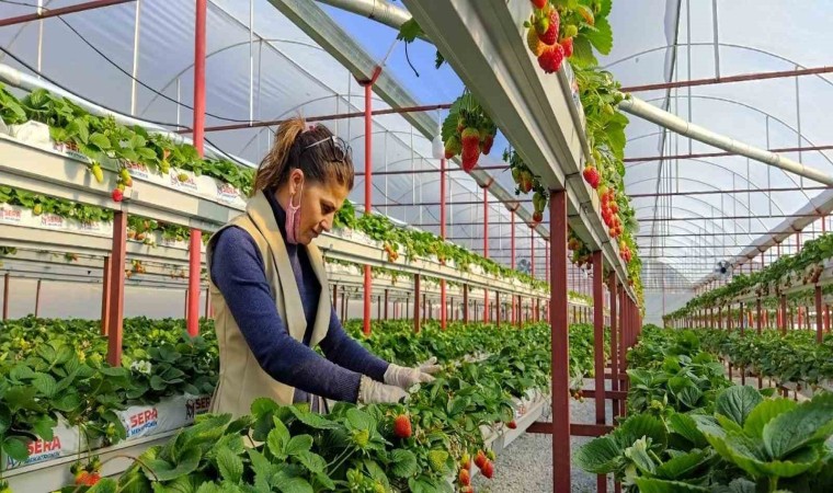 Seracılıkta kendini kanıtladı, şimdi başkalarını üretici yapmak istiyor