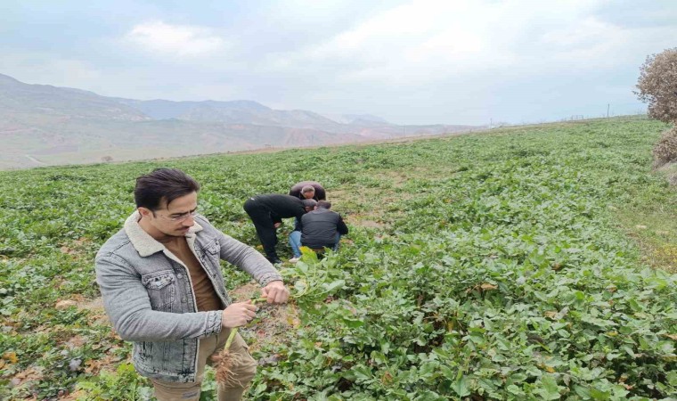 Siirtte bağ ve bahçelerde yabancı otlarda artış yaşanıyor