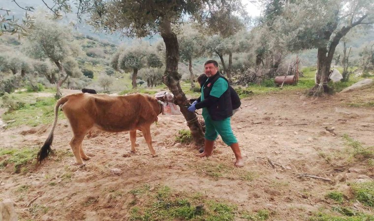 Sökede büyükbaş hayvanların aşılanması devam ediyor