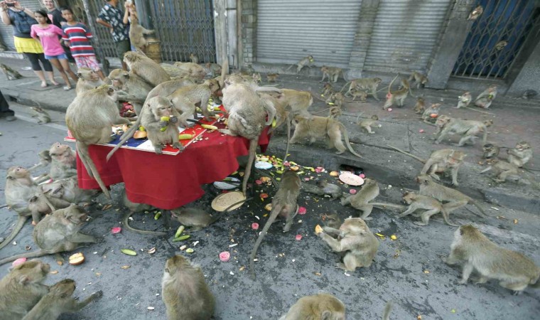 Taylandda şehri istila eden maymunlar toplatılıyor