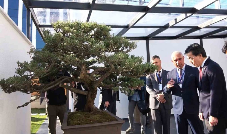 Türkiyenin ilk, Avrupanın en büyük bonsai müzesi Yalovada açıldı