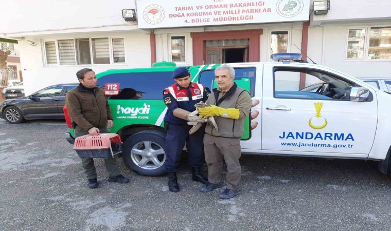 Yaralı bulunan şahin tedavi altına alındı