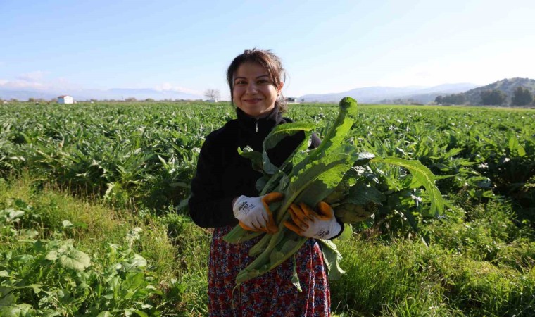 Yeşil elmas enginar tarlada 20, tabakta 400 lira