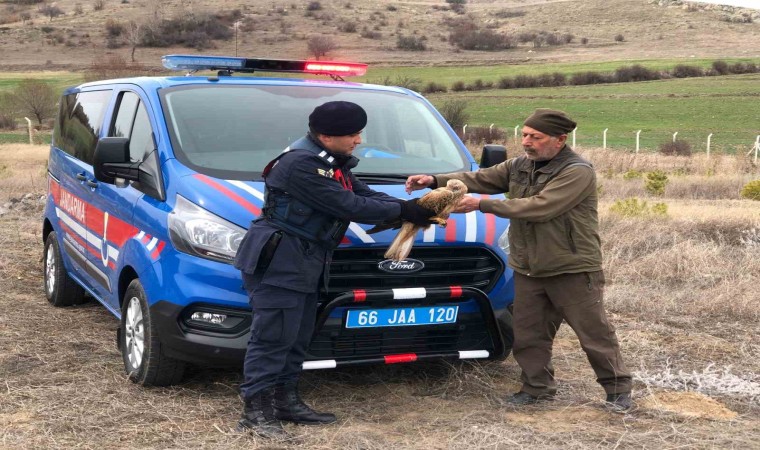 Yozgatta jandarmanın bulduğu yaralı kızıl şahin tedaviye alındı