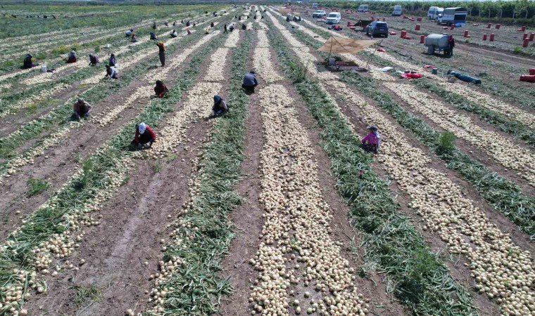 Adanada turfanda soğan hasadı başladı