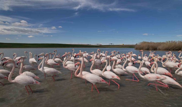 Ankaranın renkli misafirleri: Flamingolar