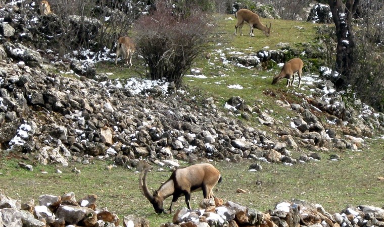 Avlanması, evcilleştirilmesi yasak olan yaban keçileri insanlarla iç içe yaşıyor