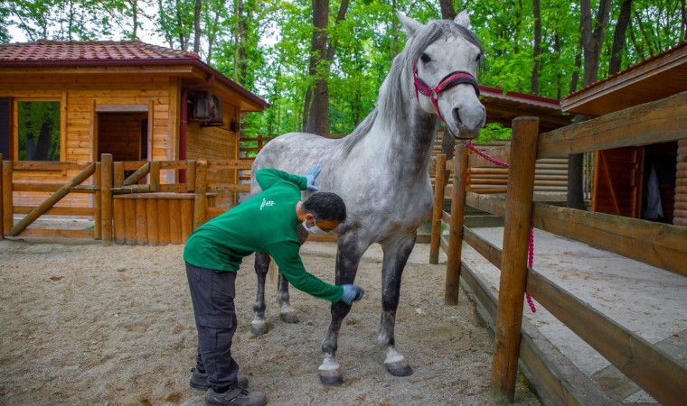 Avrupanın en büyük doğal yaşam parkı bayramda doğaseverler için hazırlandı