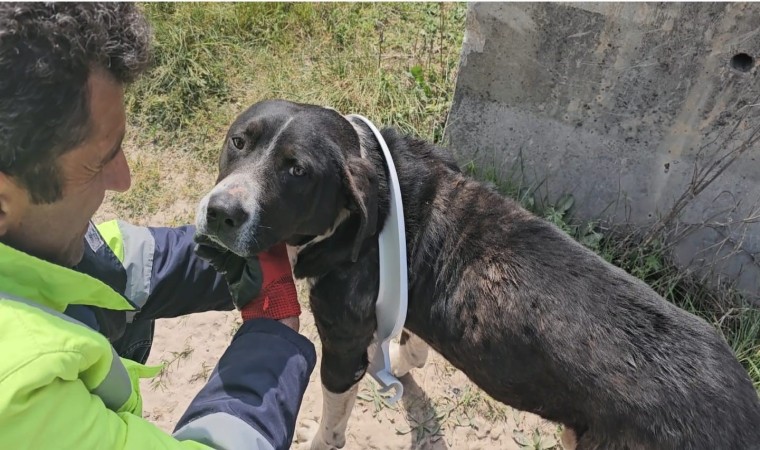 Başını klozet kapağına sıkıştıran yaramaz köpeği belediye ekipleri kurtardı