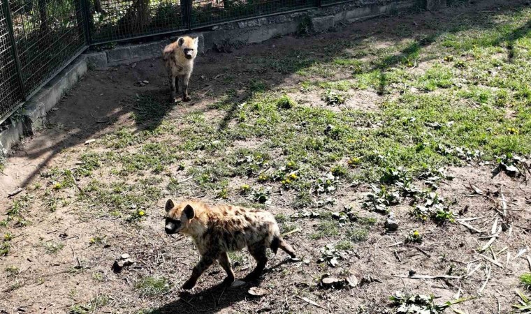 Bursa Hayvanat Bahçesine 2 yeni misafir