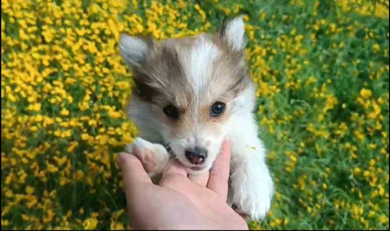 Çiçekler arasında oynayan sevimli köpeklerin halleri gülümsetti