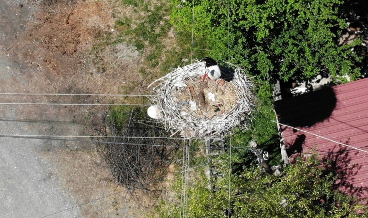 Elektrik direğinin tepesindeki yuva, leylek ailesine 21 yıldır ev sahipliği yapıyor