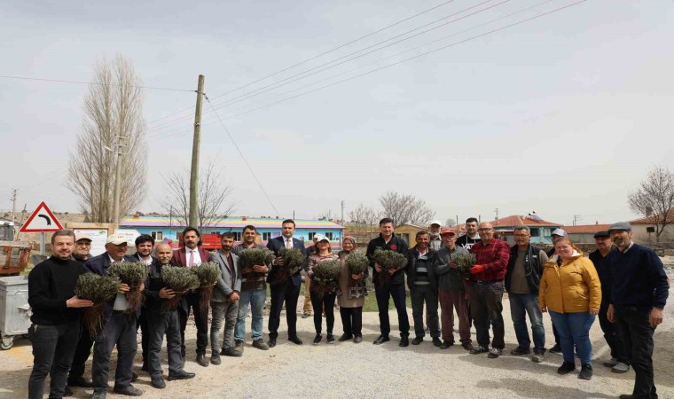 Eskişehirde atıl tarım arazileri 590 bin lavanta ile renkleniyor