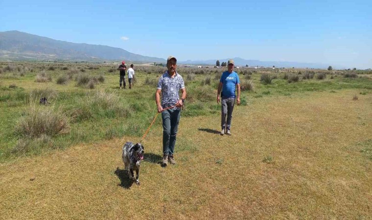 Fermalı av köpekleri 3üncü kez yarıştı