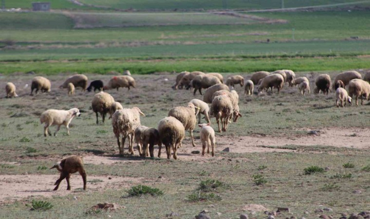 Havalar ısındı koyunlar meralara çıktı