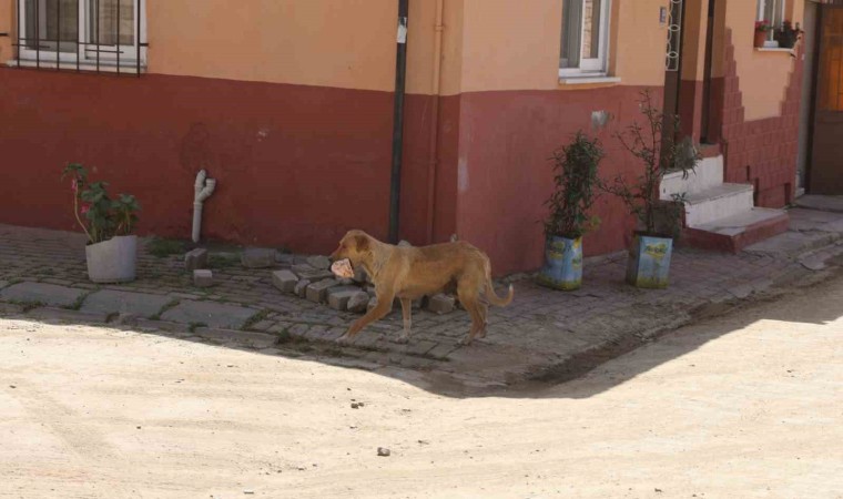 Kasabı uyutan anne köpek gözünü kırpmadan eti alıp gitti