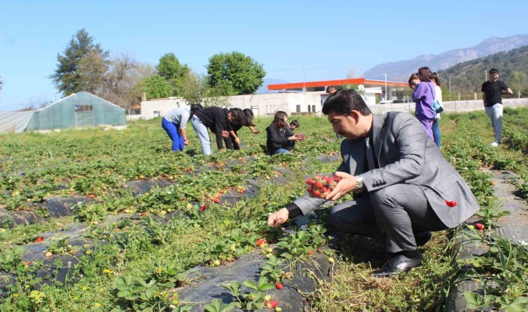 Köyceğizde öğrenciler çilek hasadı yaptı