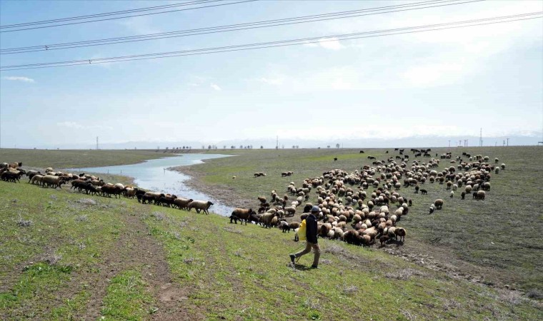 Muş Ovası oğlak ve kuzuların sesiyle şenlendi