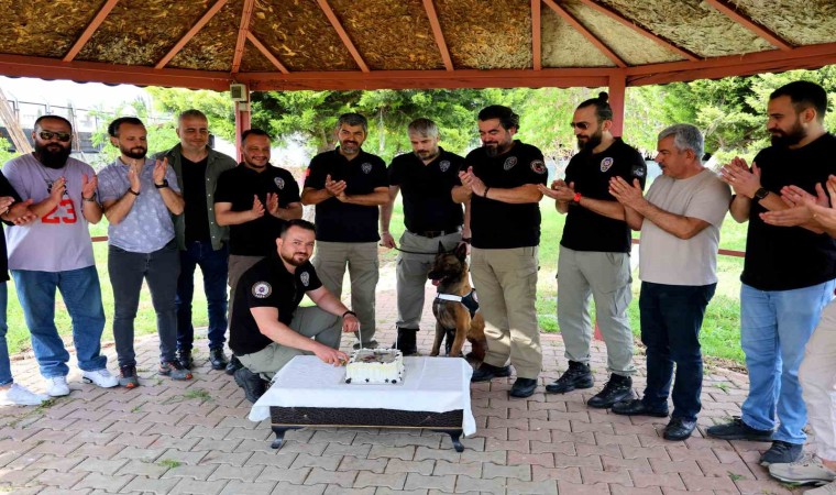 Narkotik köpeği Hulkun 7nci yaş günü pasta kesilerek kutlandı