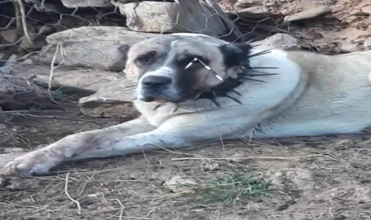 Oklu kirpinin fırlattığı ok gözüne isabet eden köpek kör oldu, 2 köpek yaralandı