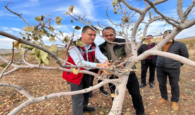 Şanlıurfada “yeşil altın” için ilaçlama uyarısı