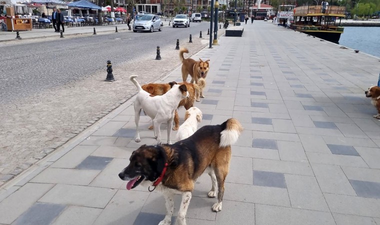 Sinopta başıboş köpekler vatandaşları tedirgin ediyor