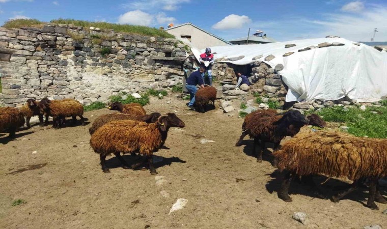 Ağrıda çiftçilere hibe desteği