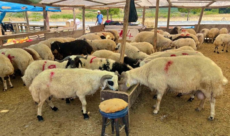 Aliağada kurbanlık kesim fiyatları açıklandı