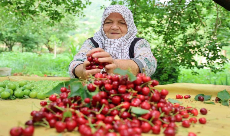 Aydın Dağlarında erkenci kirazda hasat başladı