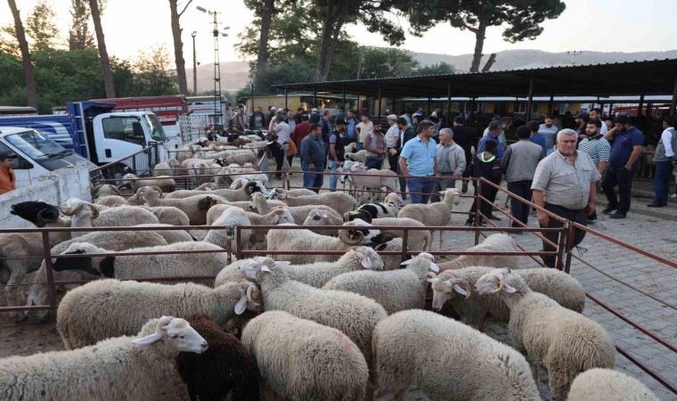 Aydında kurbanlıklar pazara indi