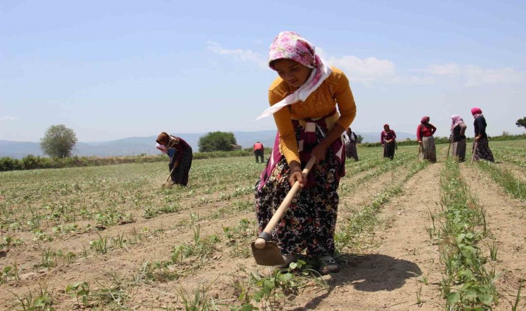 Aydında pamuk çapalama yevmiyeleri belirlendi